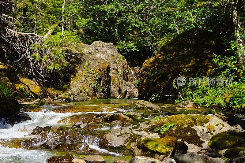 豹溪/ Mt。雷尼尔山